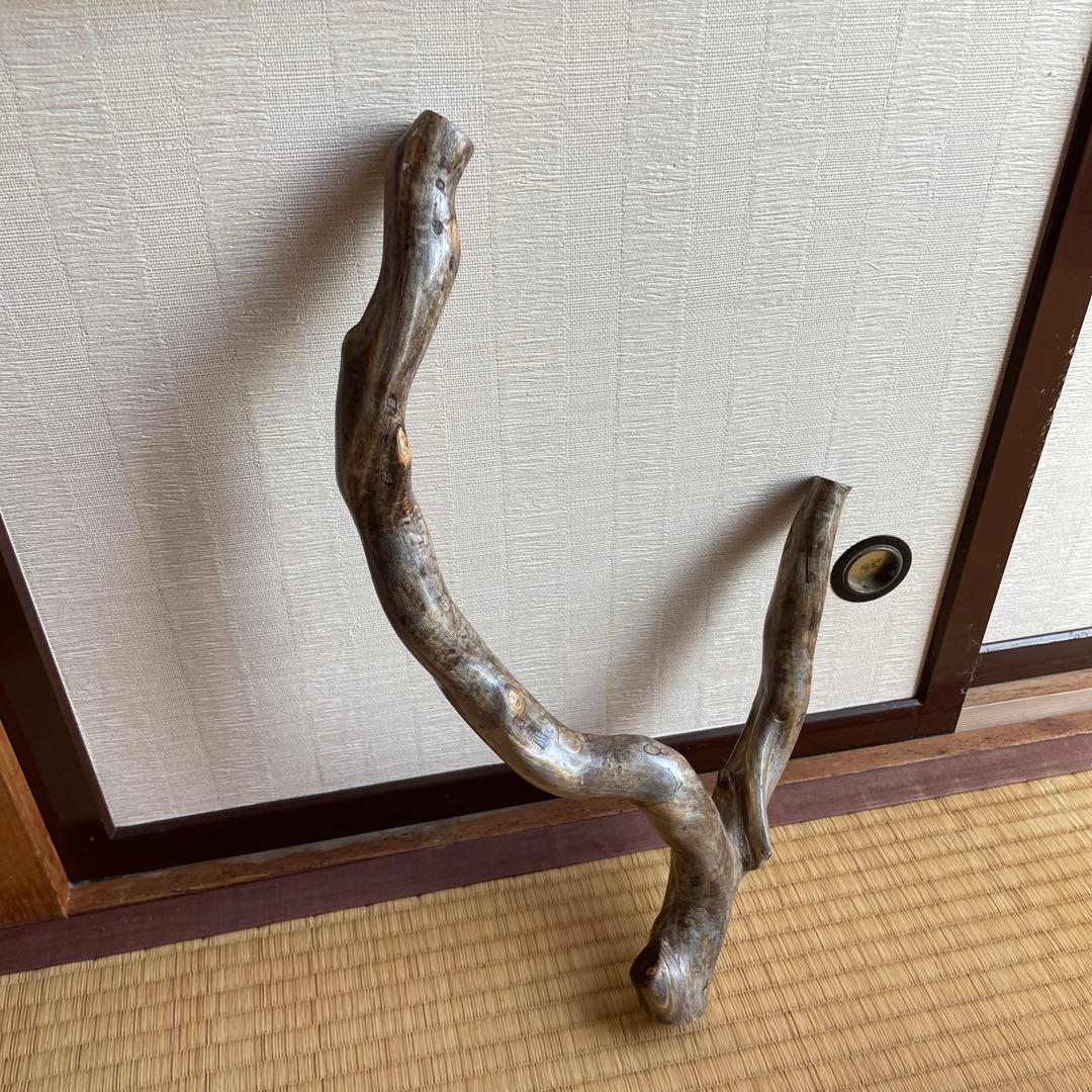 希少　海松珊瑚