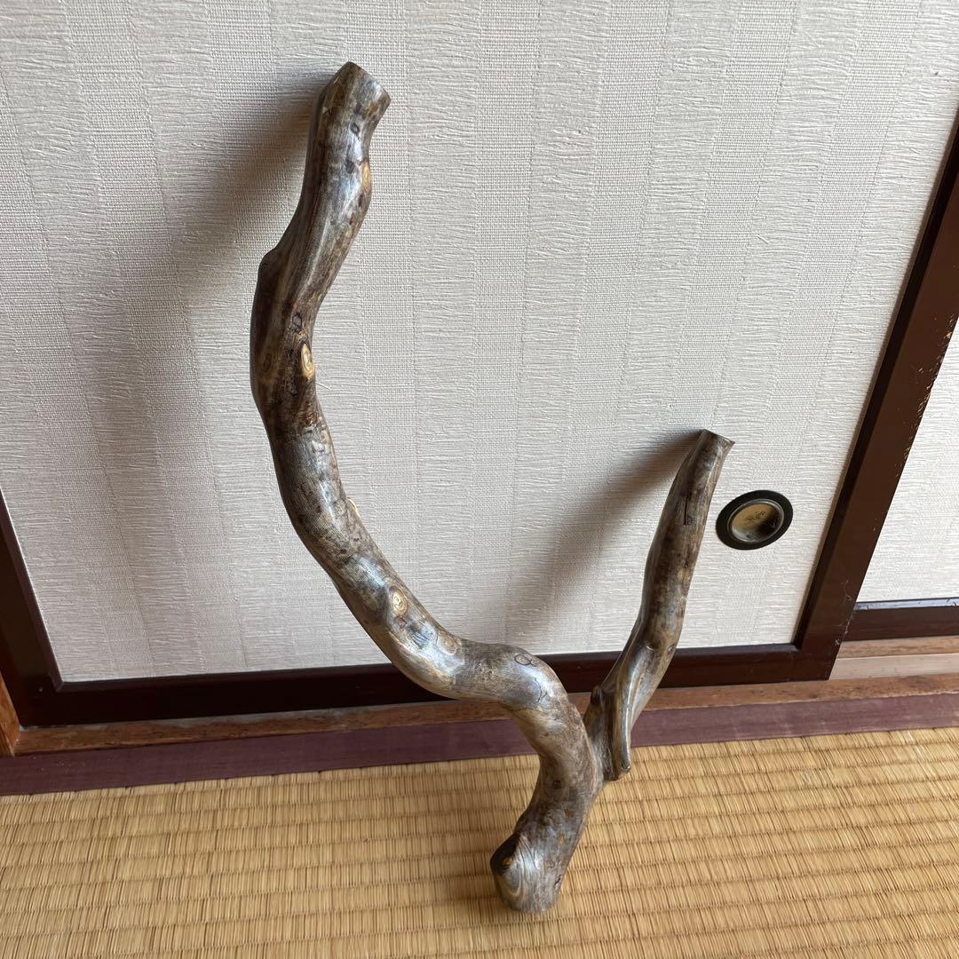希少　海松珊瑚