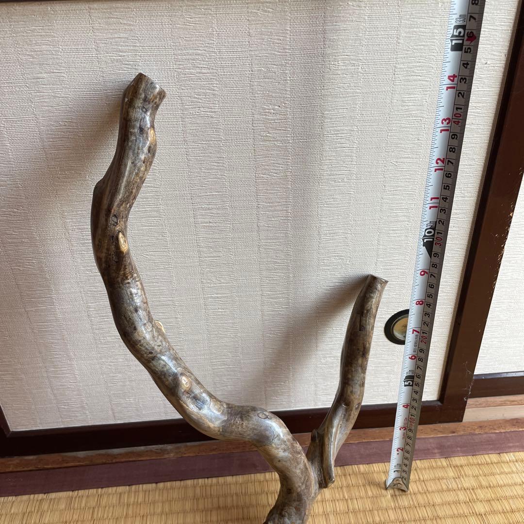 希少　海松珊瑚