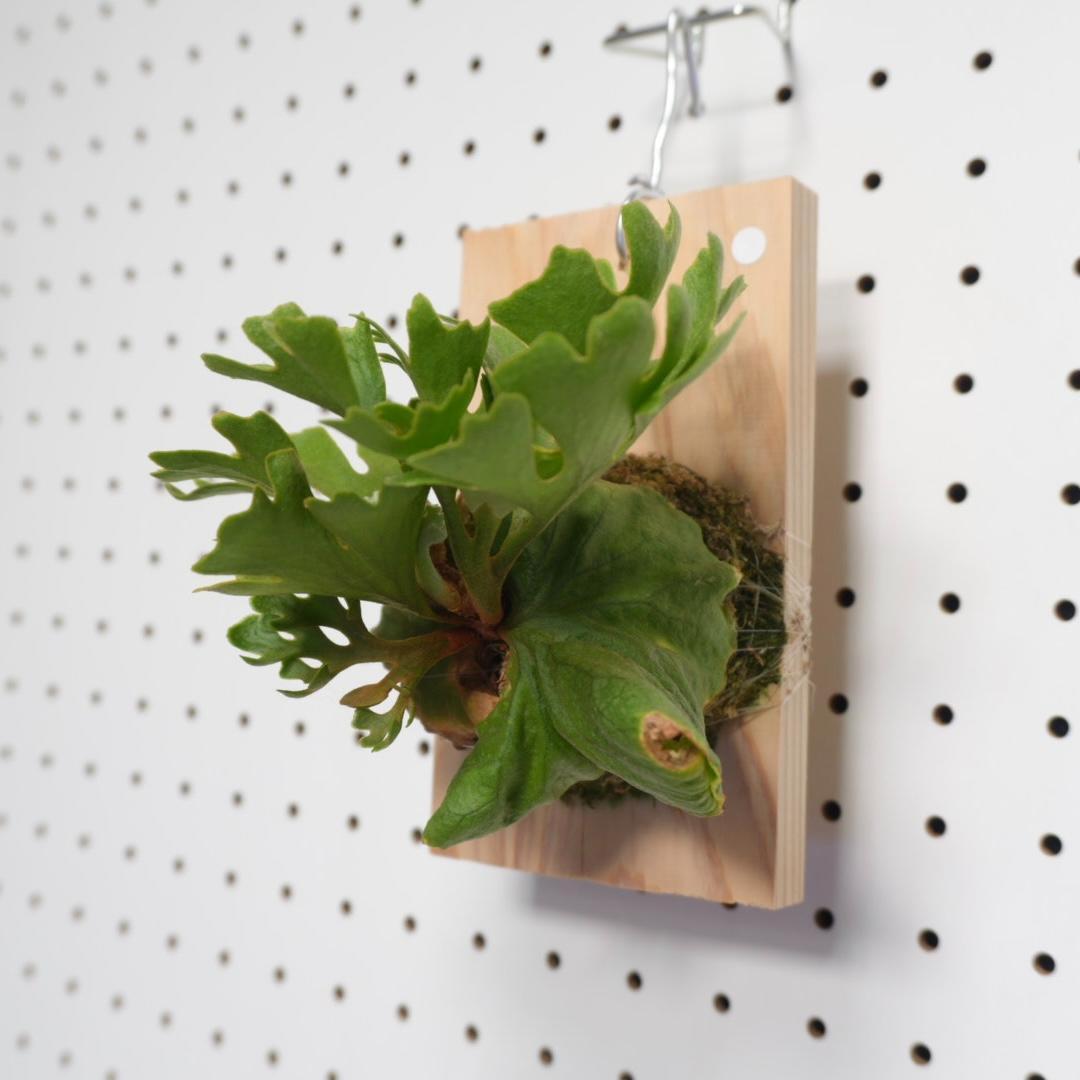 ビカクシダ リドレイ ドワーフ シルバー 小株 R-2