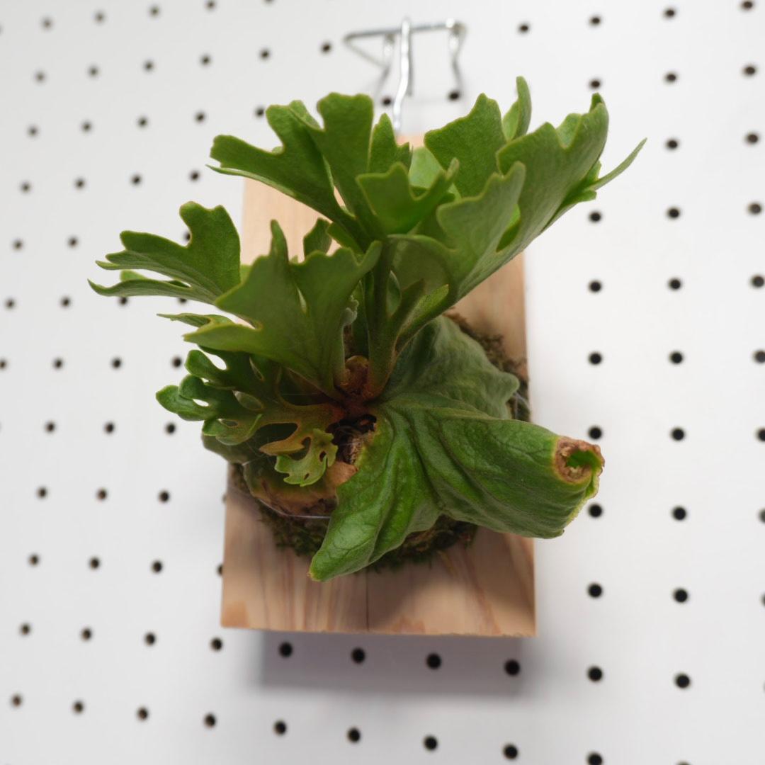 ビカクシダ リドレイ ドワーフ シルバー 小株 R-2