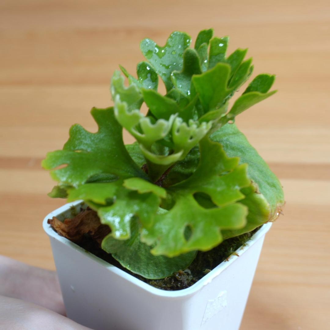 P.Ridleyi dwarf silver リドレイドワーフシルバー