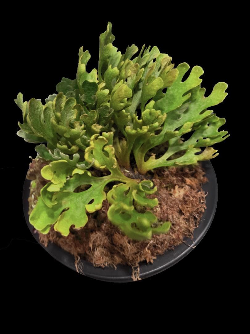 P.Ridleyi dwarf silver リドレイドワーフシルバー