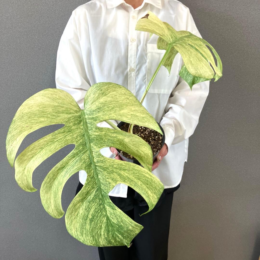 ☆*☆様 超絶希少❗️サイズ大❗️美株❗️モンステラ　フルミント✨