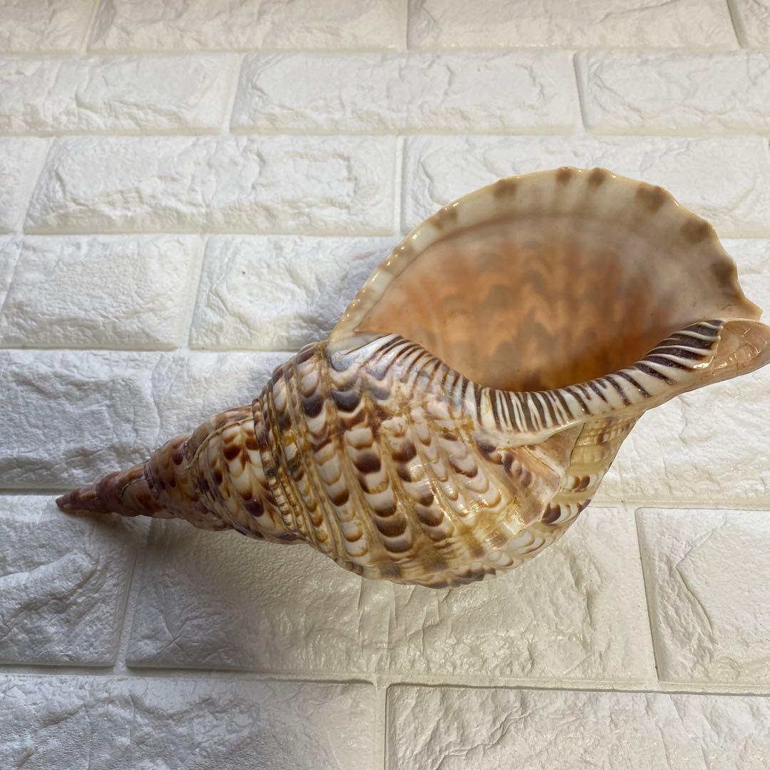 法螺貝　ホラ貝　置物　インテリア　約27cm
