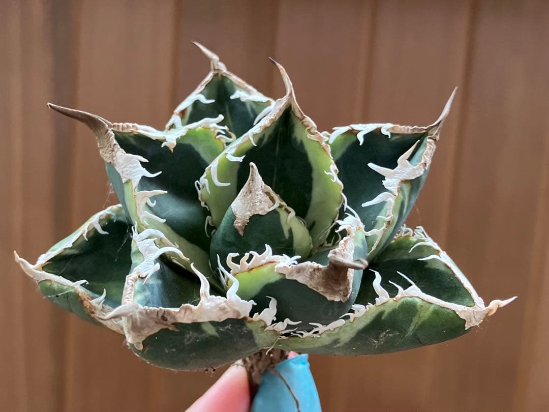 超選抜【速達】特大　優秀株　太棘　アガべ　チタノタ　SAD錦　覆輪斑　TC