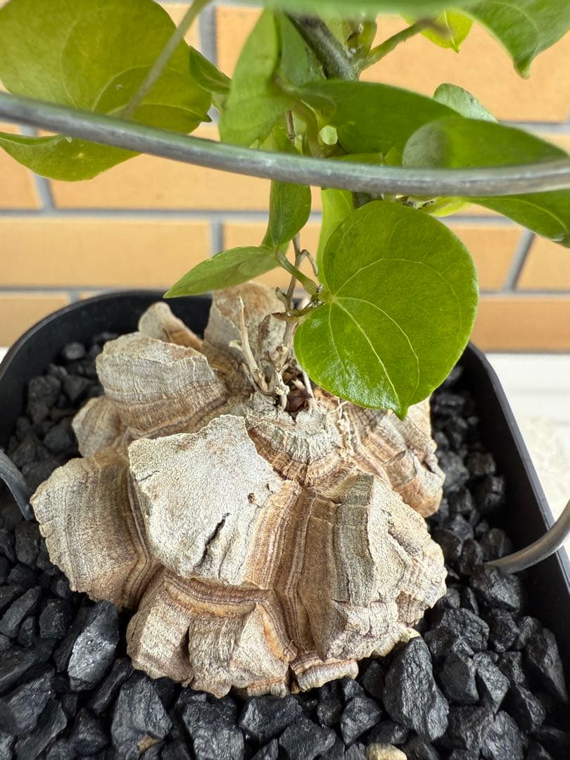 アフリカ亀甲竜　ディオスコレア　エレファンティペス⑦ 塊根植物 コーデックス