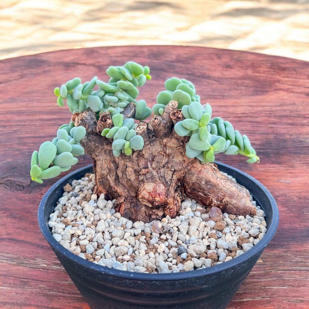 ケラリアピグマエア