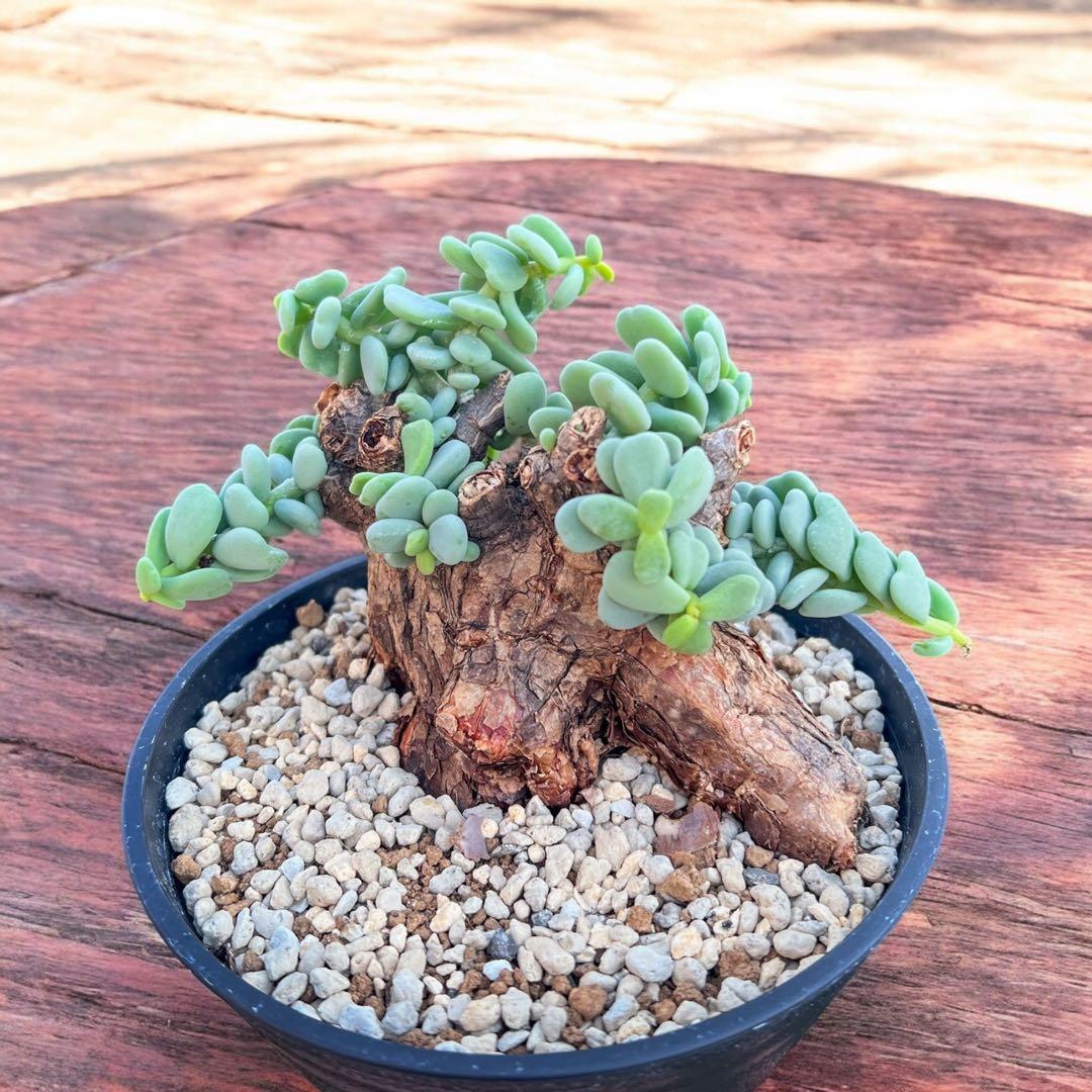 ケラリアピグマエア