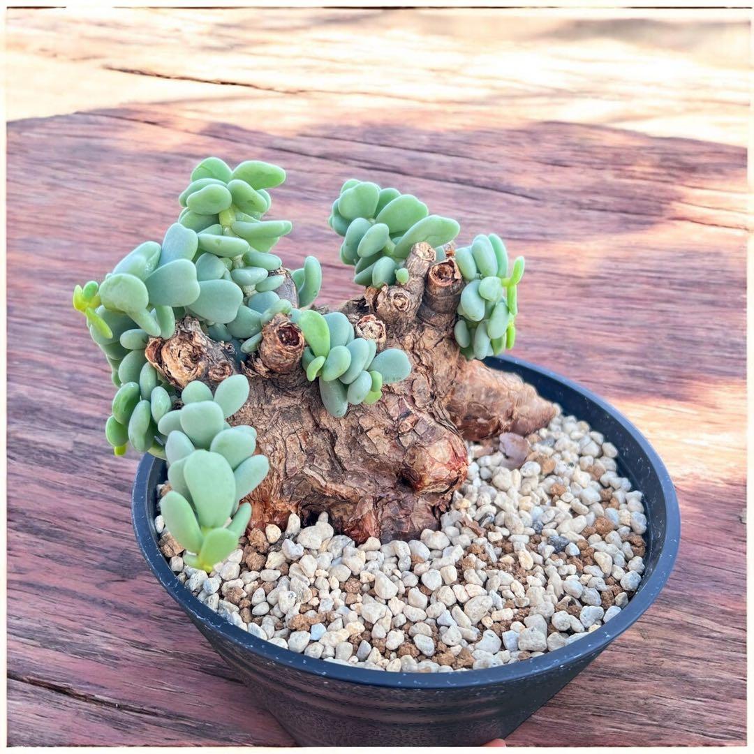 ケラリアピグマエア