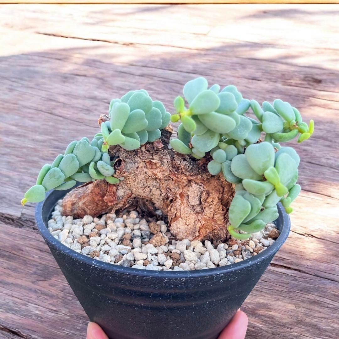 ケラリアピグマエア