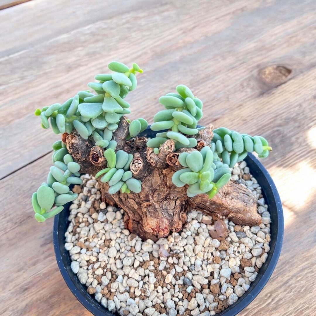 ケラリアピグマエア