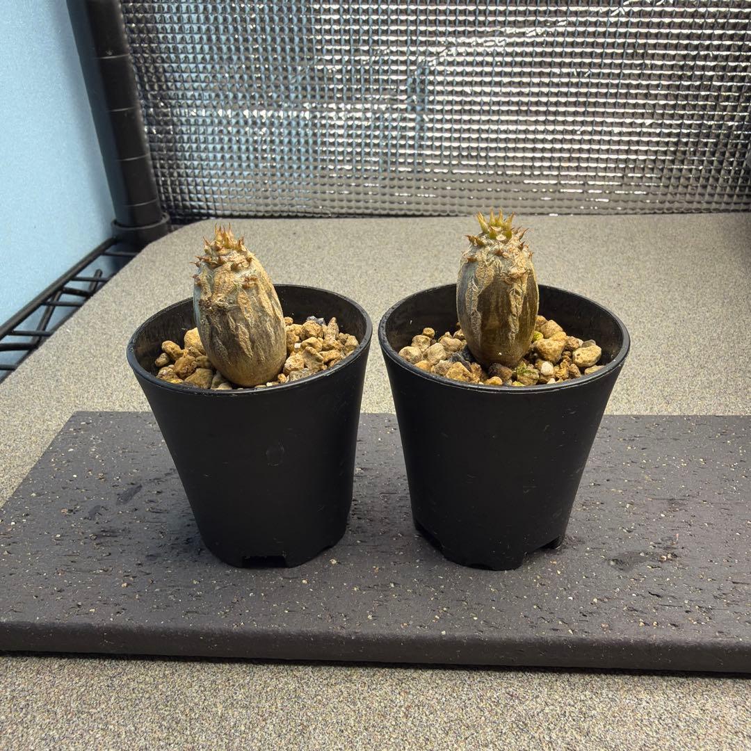 国内播種　パキポディウムウィンゾリー