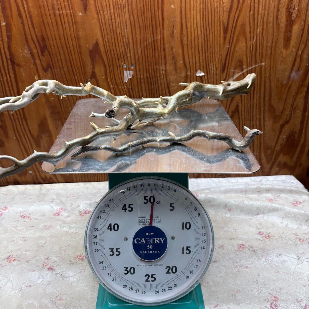 海松　深海松　レインボーコーラル　置物　素材