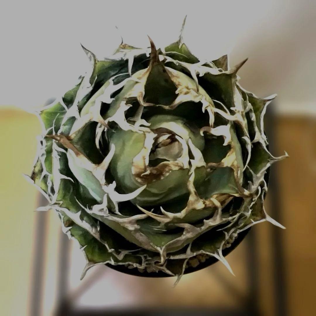 アガベ 鉢植発送 精品 白鯨 ボール型 極上血統 超良型 大株 コンテスト候補株