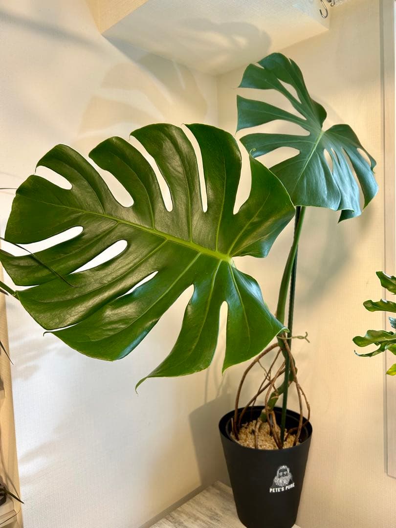 【引取特価】【美形】破格！幹立モンステラデリシオーサ　約110cm 7号鉢
