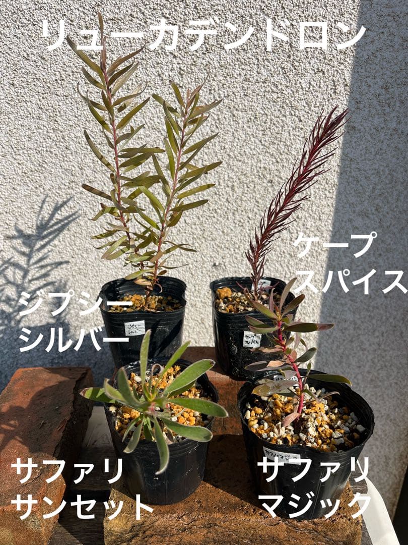 グレビレア3号セット　センパフローレンス　ルテア　オージープランツ