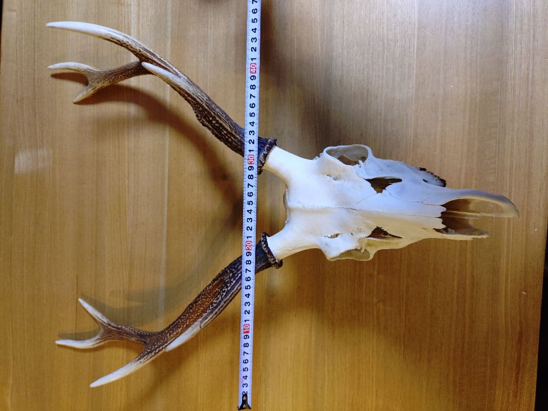 日本鹿の頭　狩猟トロフィー　縦 約73cm×横約43cm