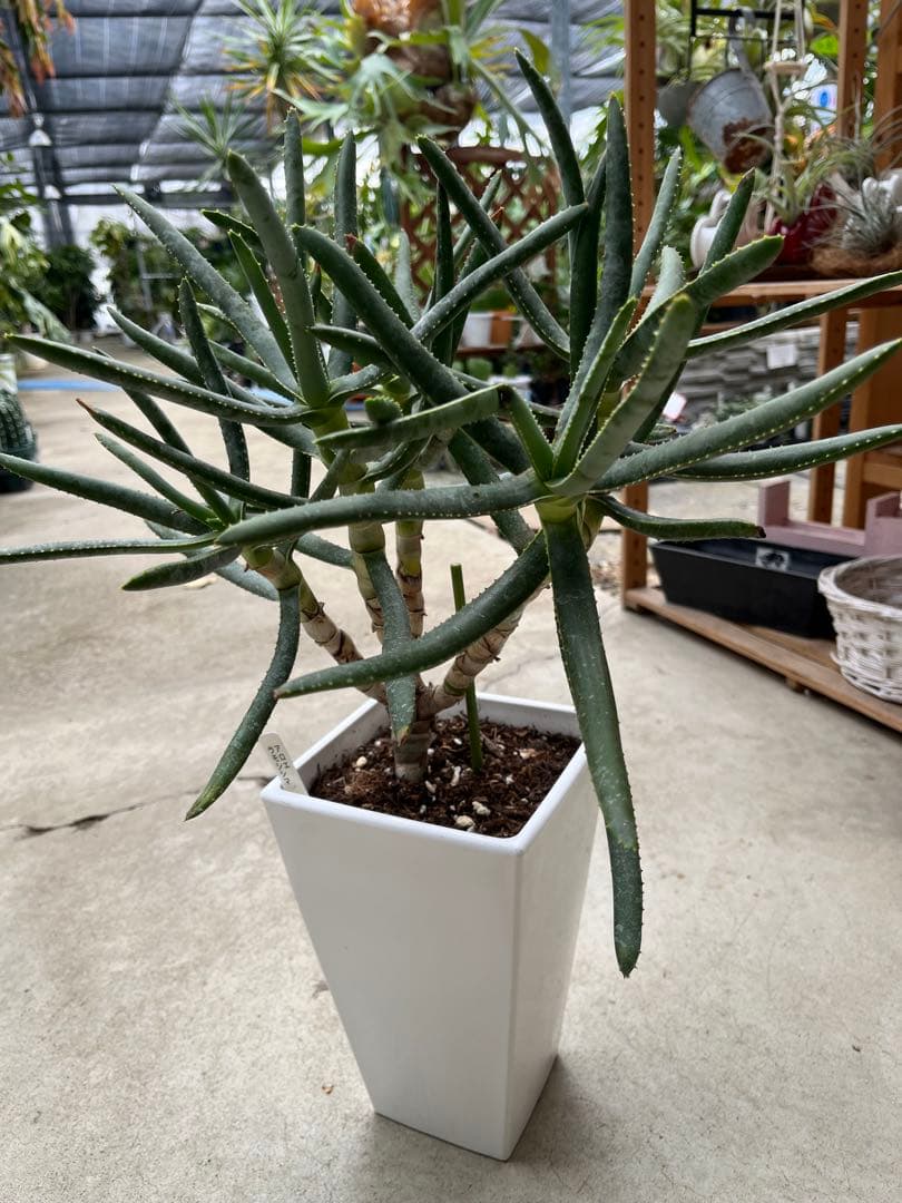 アロエ　ラモシシマ　5分頭