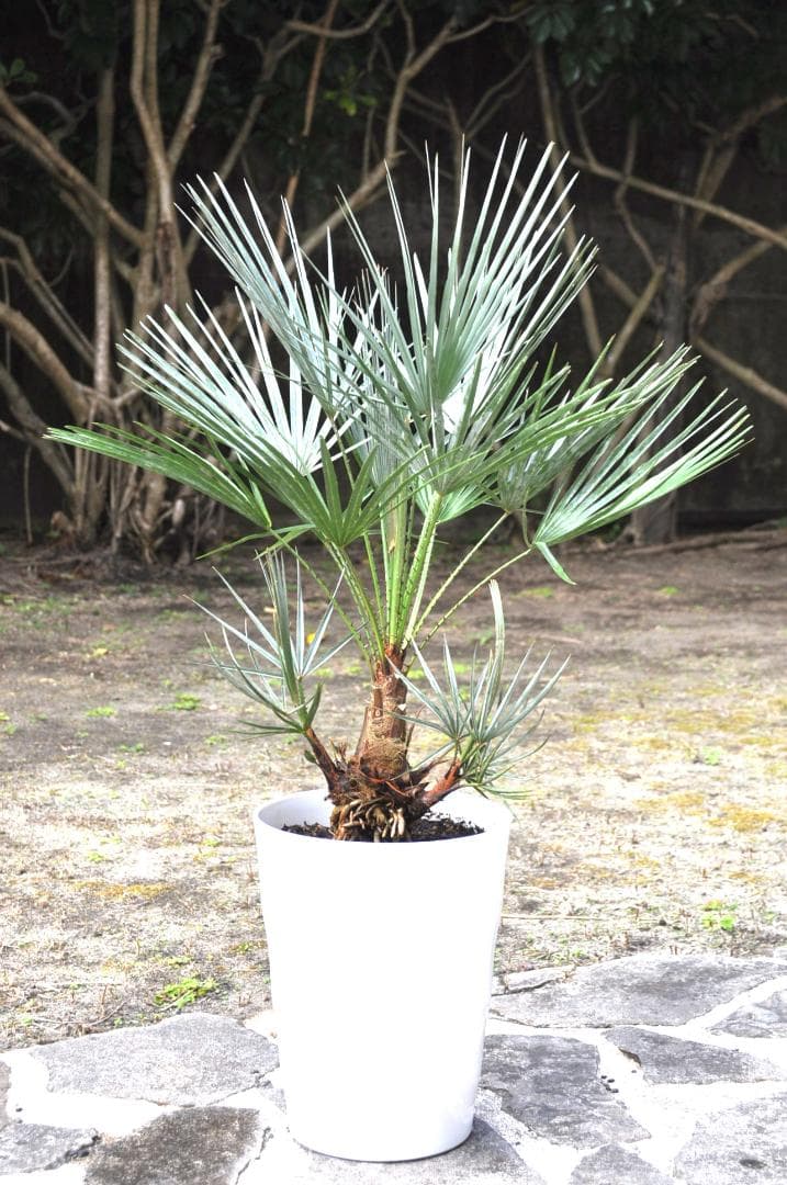 チャメロプス セリフェラ 87cm 8号