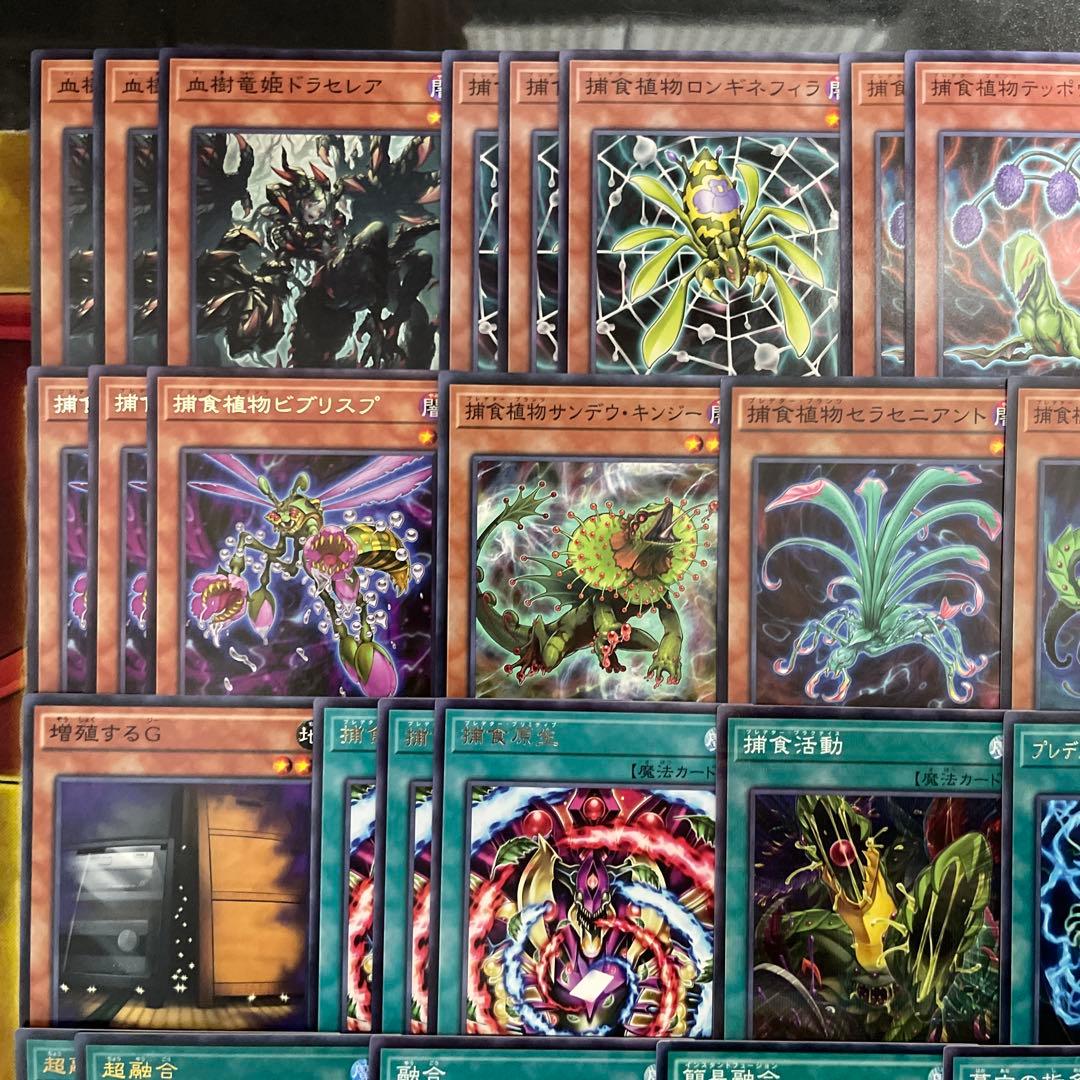 本格構築 捕食植物デッキ プレデタープランツデッキ 血樹竜姫ドラセリア