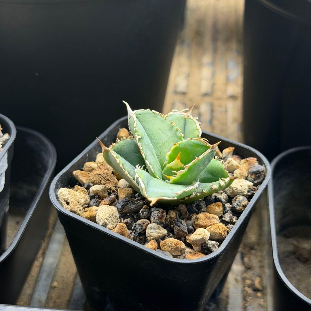 龍球荟 白毫刺 子株OC (発根済)
