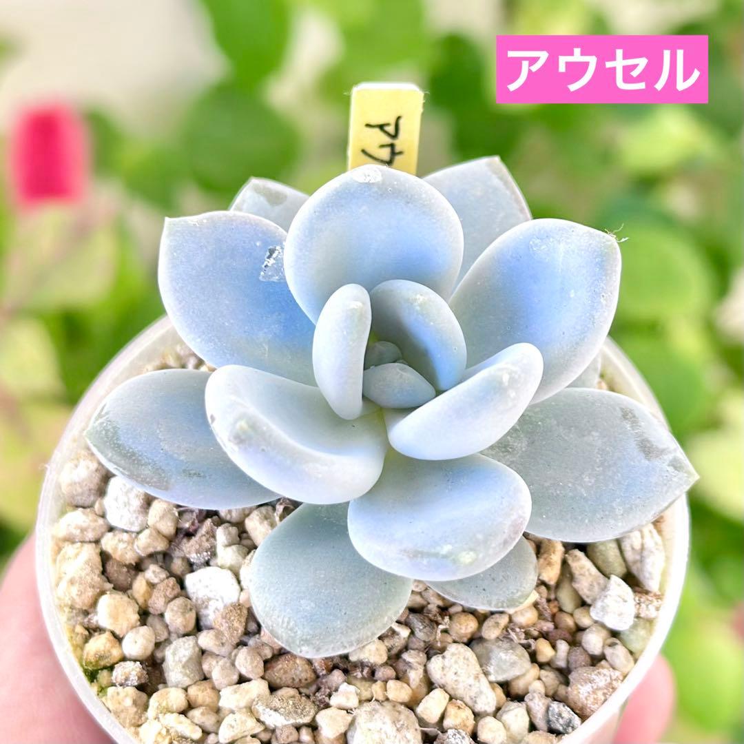 【パクさん苗@2980】アウセル