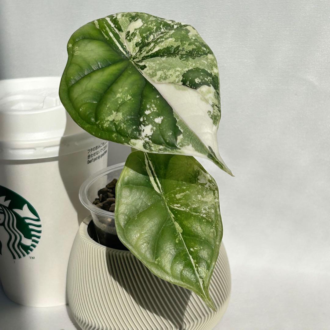 Alocasia Dragon Scale Variegata 【3】