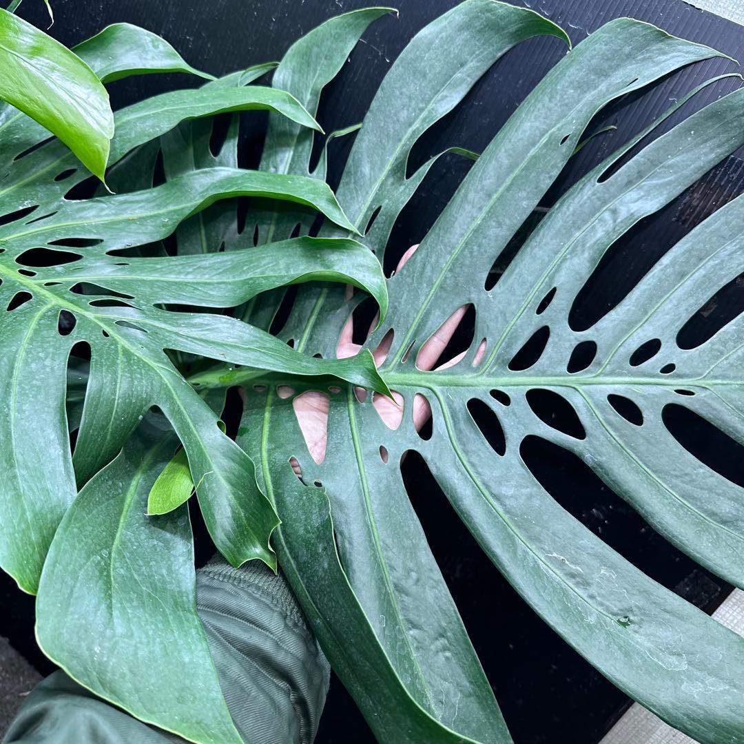 g*n様 モンステラデリシオーサマクロコズム超超大株超希少系統鉢植え高さ101㎝