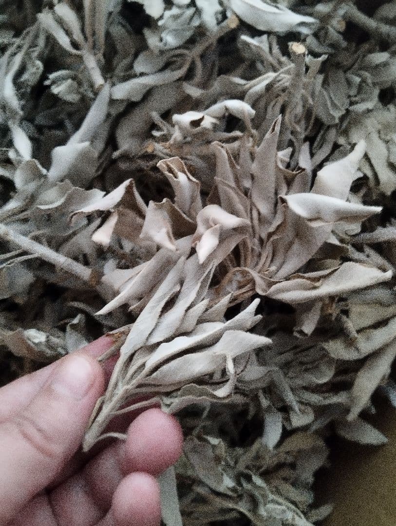激安価格タイムセール☆無農薬ホワイトセージ枝付きクラスター1KG業務用価額