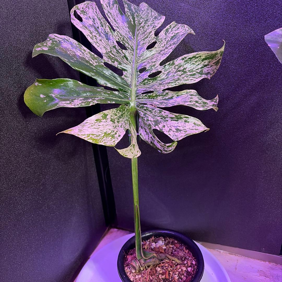 や*す様 超美株❣️モンステラデリシオーサ　サイアム　ミント‼️節多い個体です❣