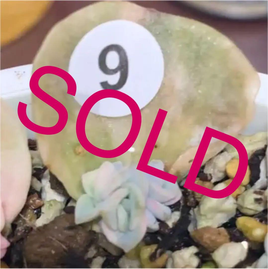 【速達付】❤ラブリーローズ錦❤ ✨白斑✨レア  双頭✨安心根付き✨