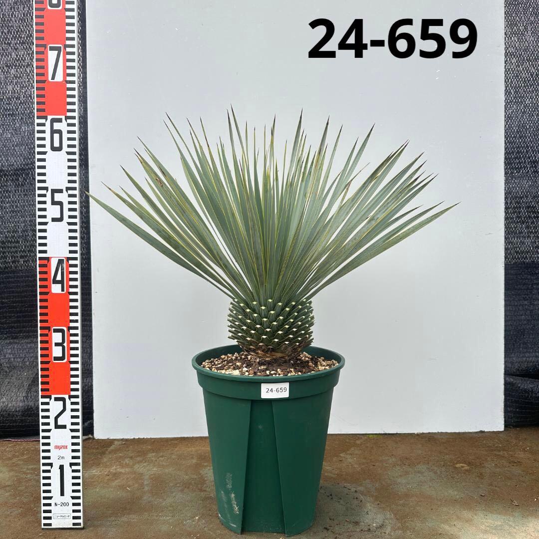 ユッカ　ロストラータ【24-659】シルバーブルー