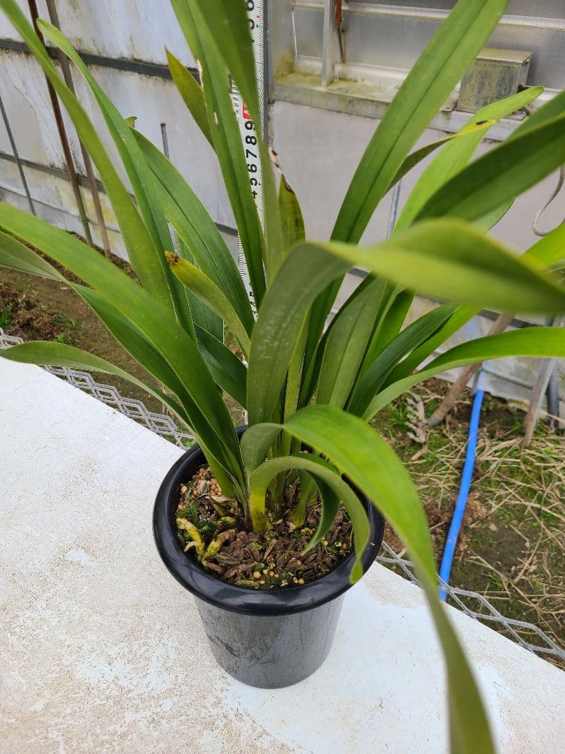 とわ様確認用。