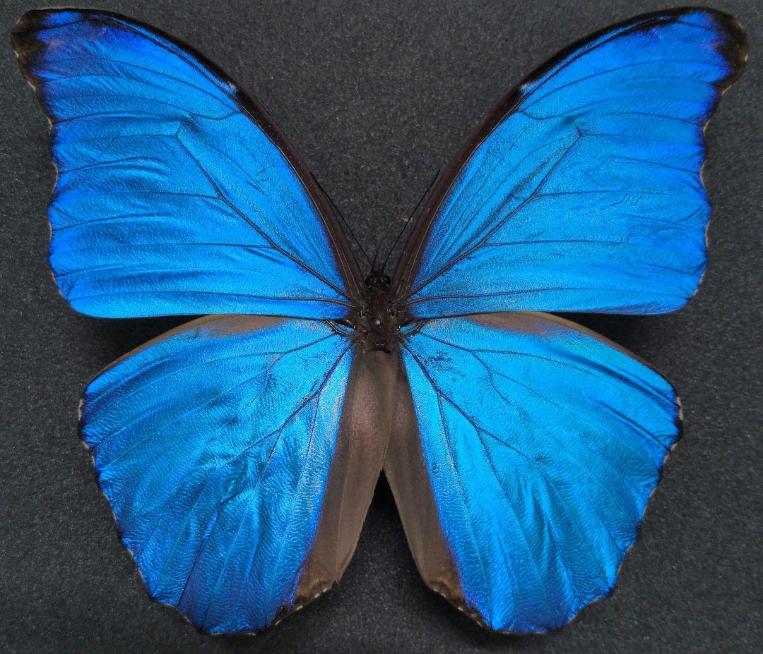 蝶標本 昆虫標本 外国産蝶標本　ディディウスモルフォ？　メネラウスモルフォ