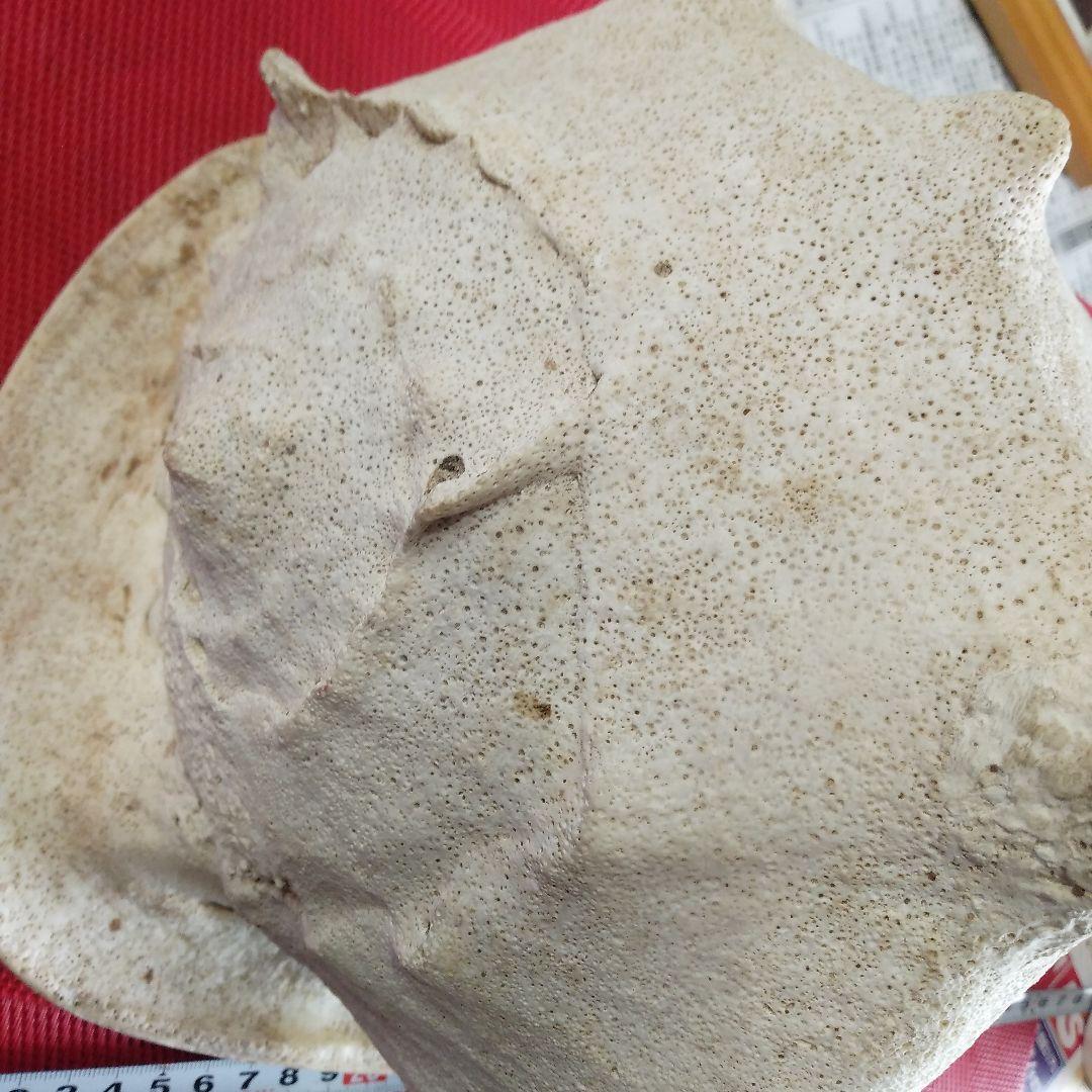 アコア貝　本物