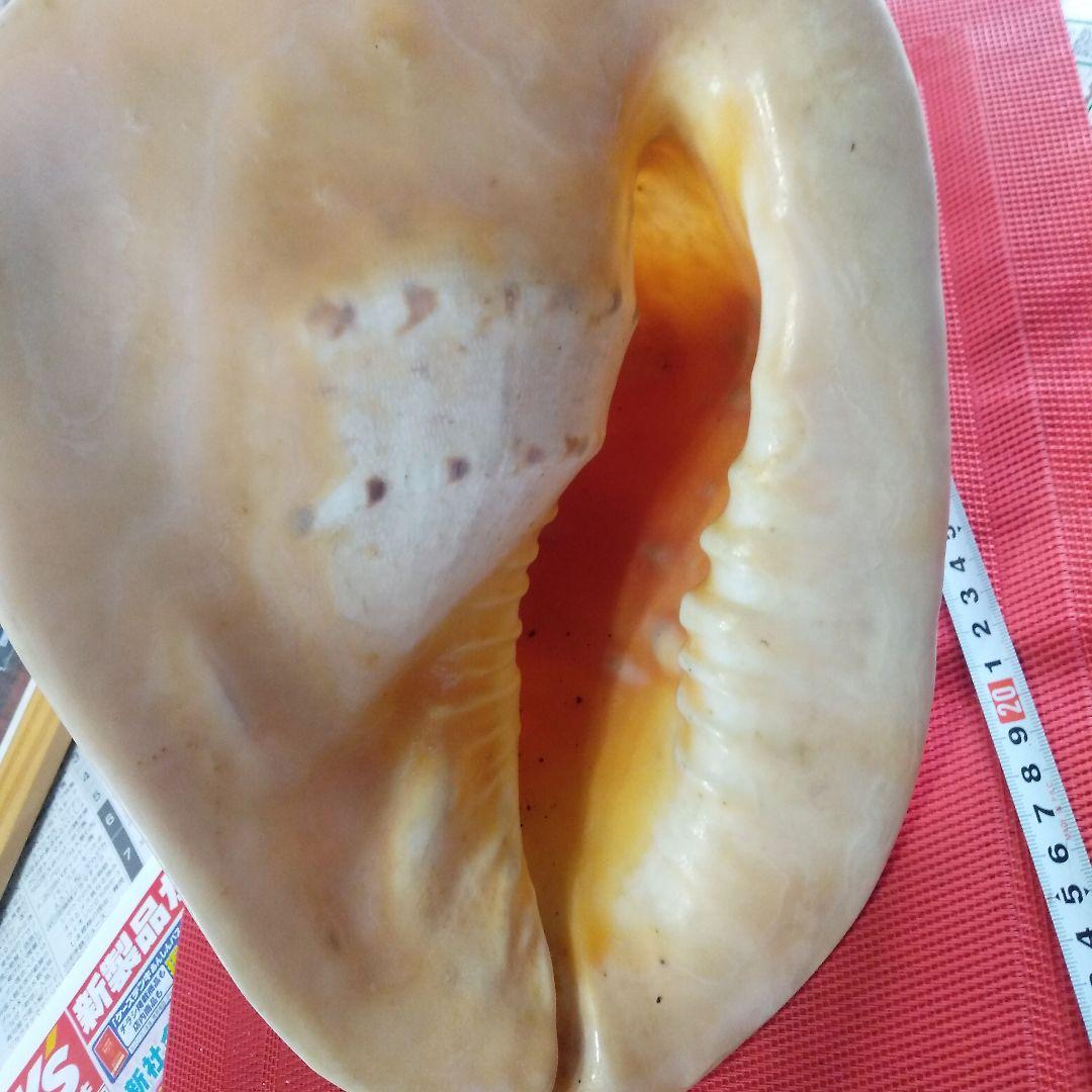アコア貝　本物