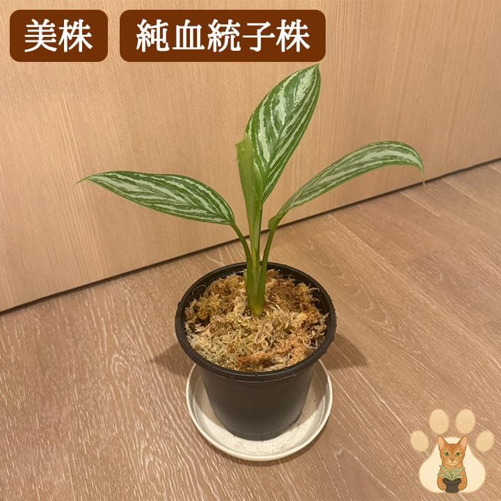 り*ふ様 今だけ！価格変更【美株・純血統子株】アグラオネマ・カーティシー 【親株