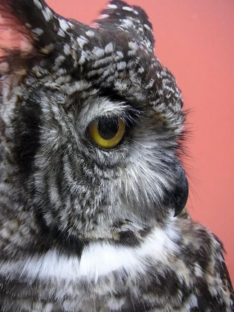 高品質　アフリカワシミミズク（Spotted Eagle-owl）剥製