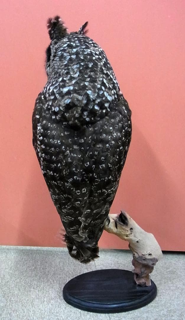 高品質　アフリカワシミミズク（Spotted Eagle-owl）剥製