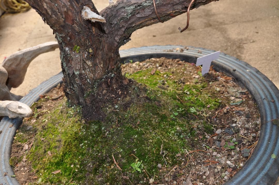 大型盆栽：四国石鎚系八房五葉松／山取後50年以上