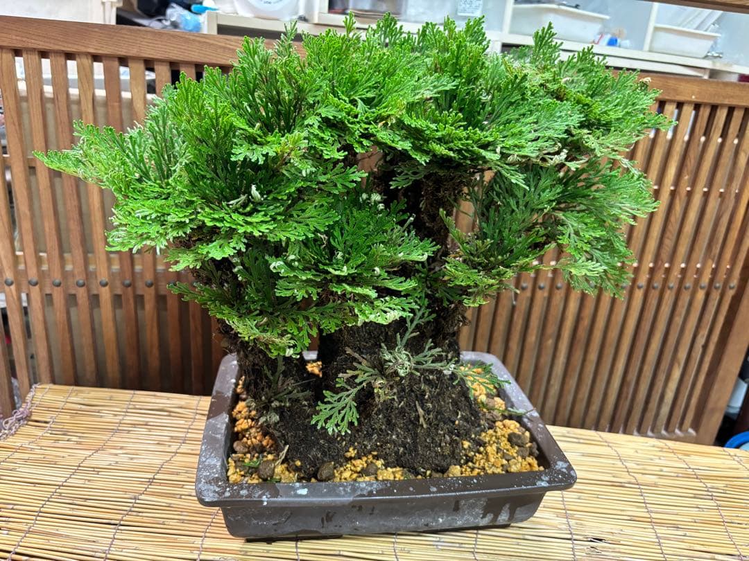 ❻ 金運UP イワヒバ 首長最上株物 超多株２０多幹３０年以上物