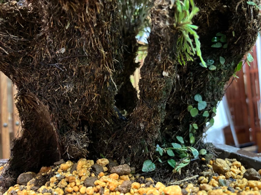 ❻ 金運UP イワヒバ 首長最上株物 超多株２０多幹３０年以上物