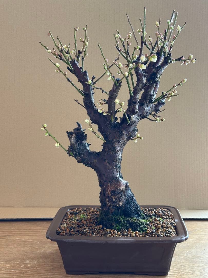 盆栽 梅 白梅-2