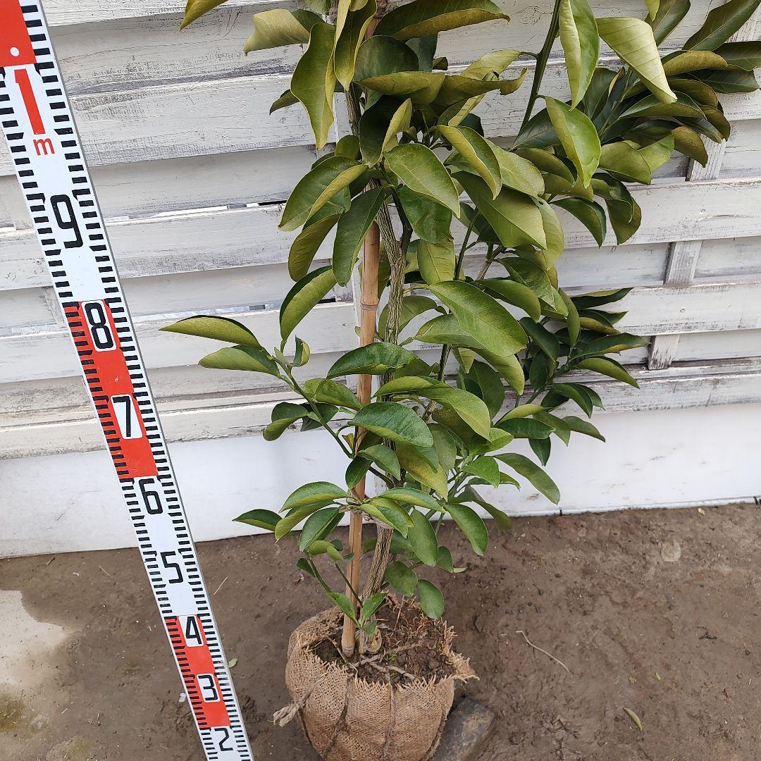 紅八朔 3年生 苗木