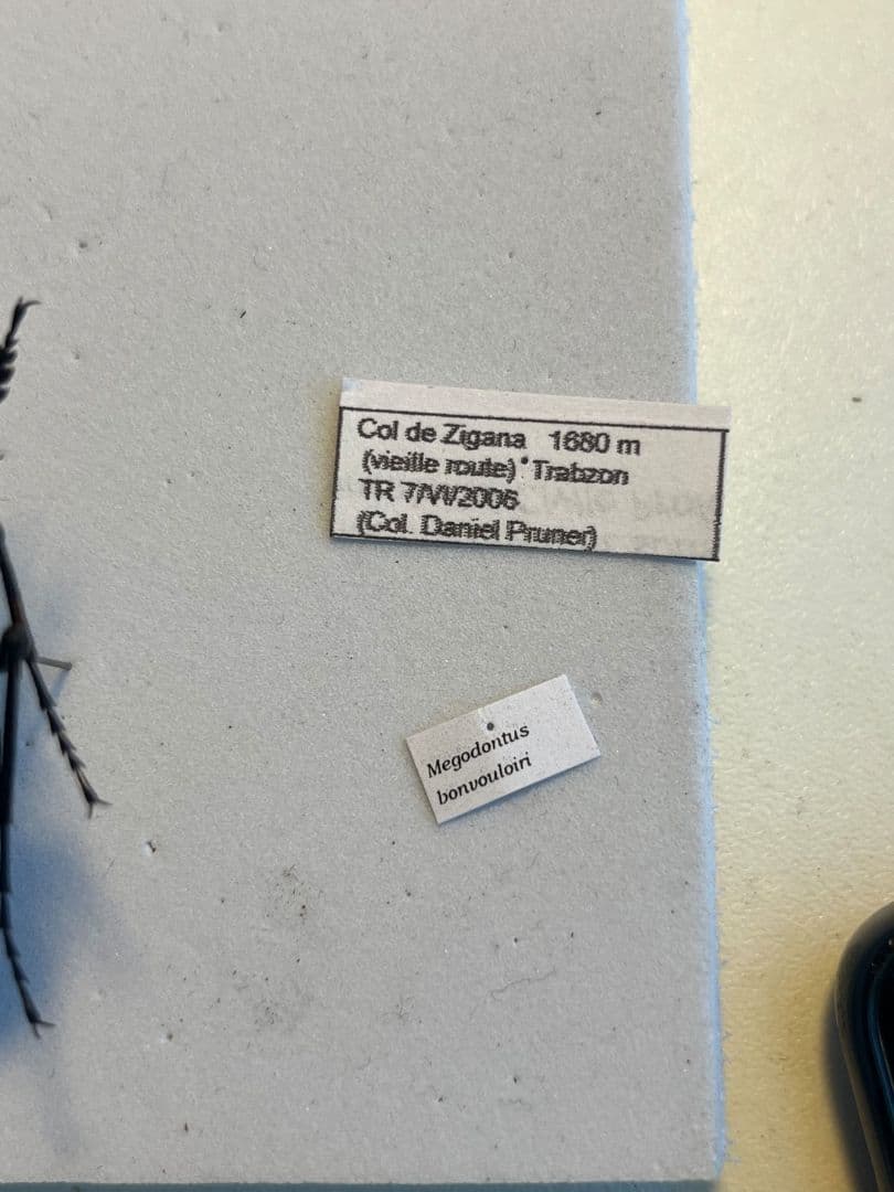 【36mm】ボンヴロワキンオサムシ トルコ産 標本 イボハダオサムシ 青緑