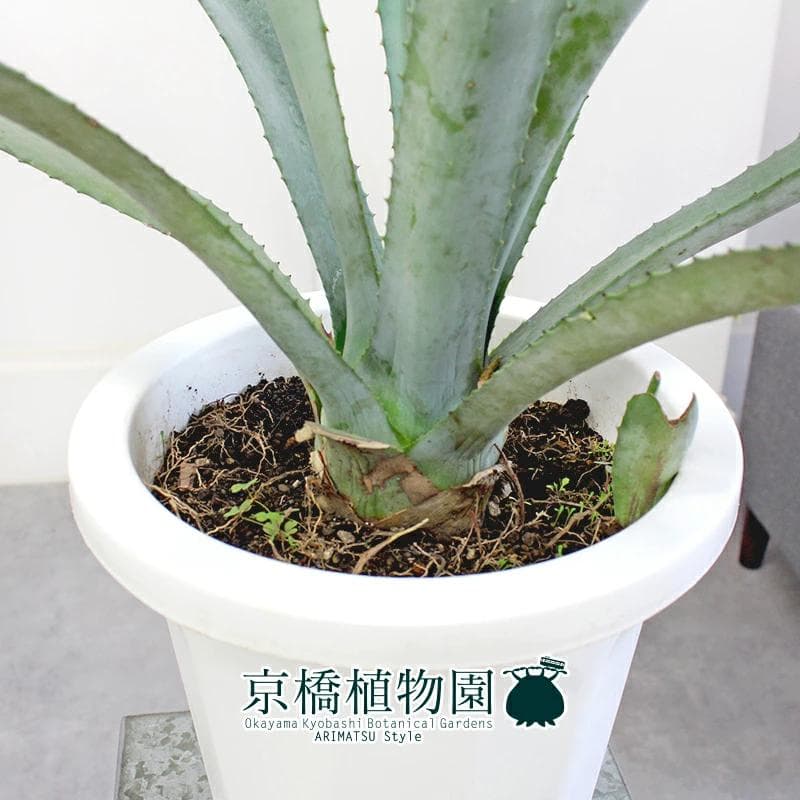 【現品】アガベ・アオノリュウゼツラン　8号　白鉢　（6）