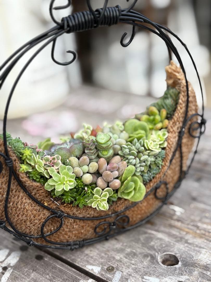 K_S様 多肉植物の寄せ植え各種➕木箱