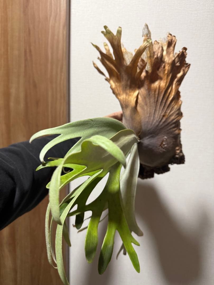 ビカクシダ　P. willinckii 'Kaika' カイカ