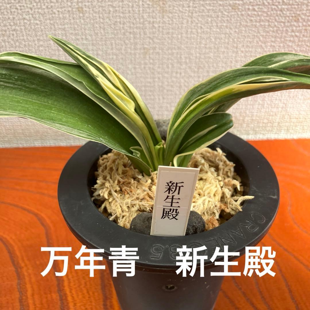 万年青オモト　新生殿